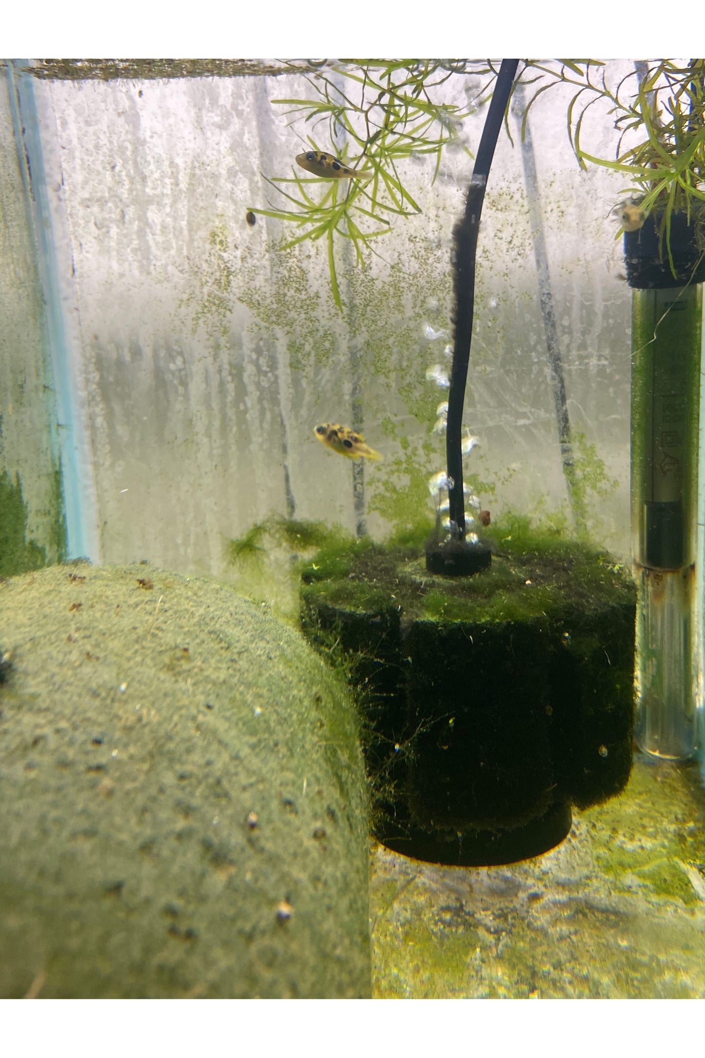 Yellow Pea Puffer