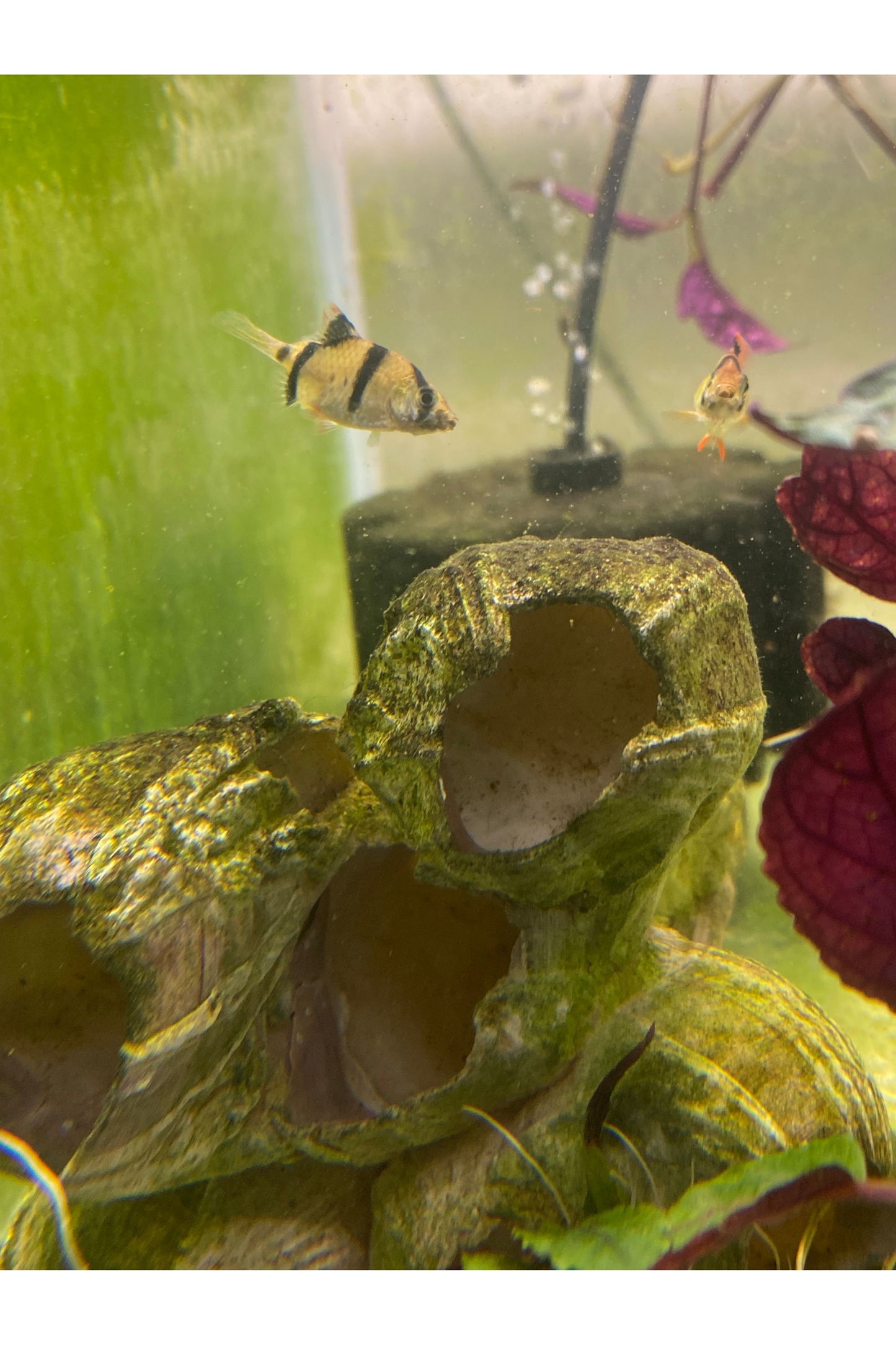 Tiger Barb