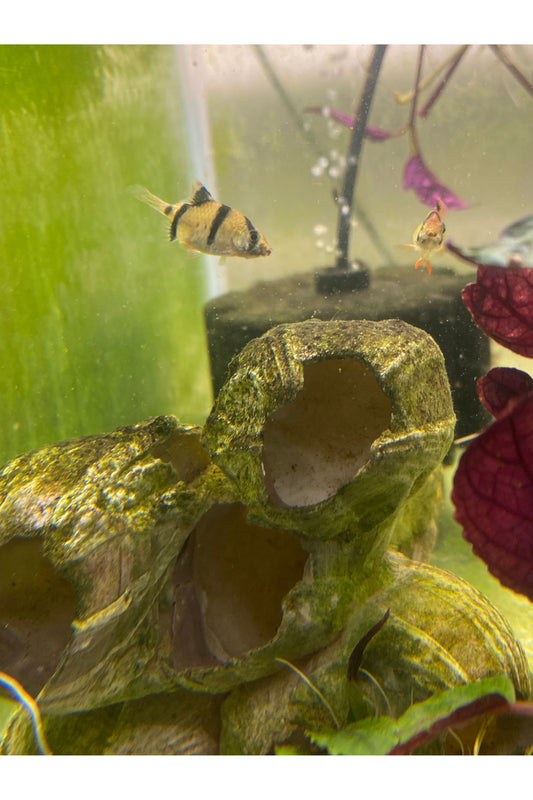 Tiger Barb