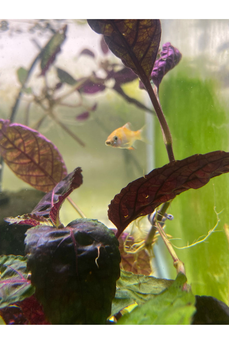Albino Tiger Barb