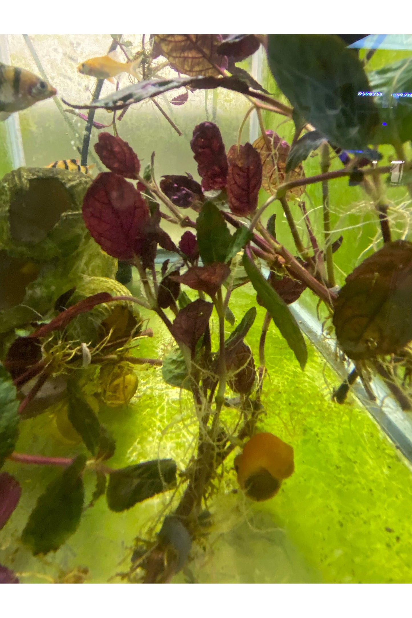 Purple Waffle Plant