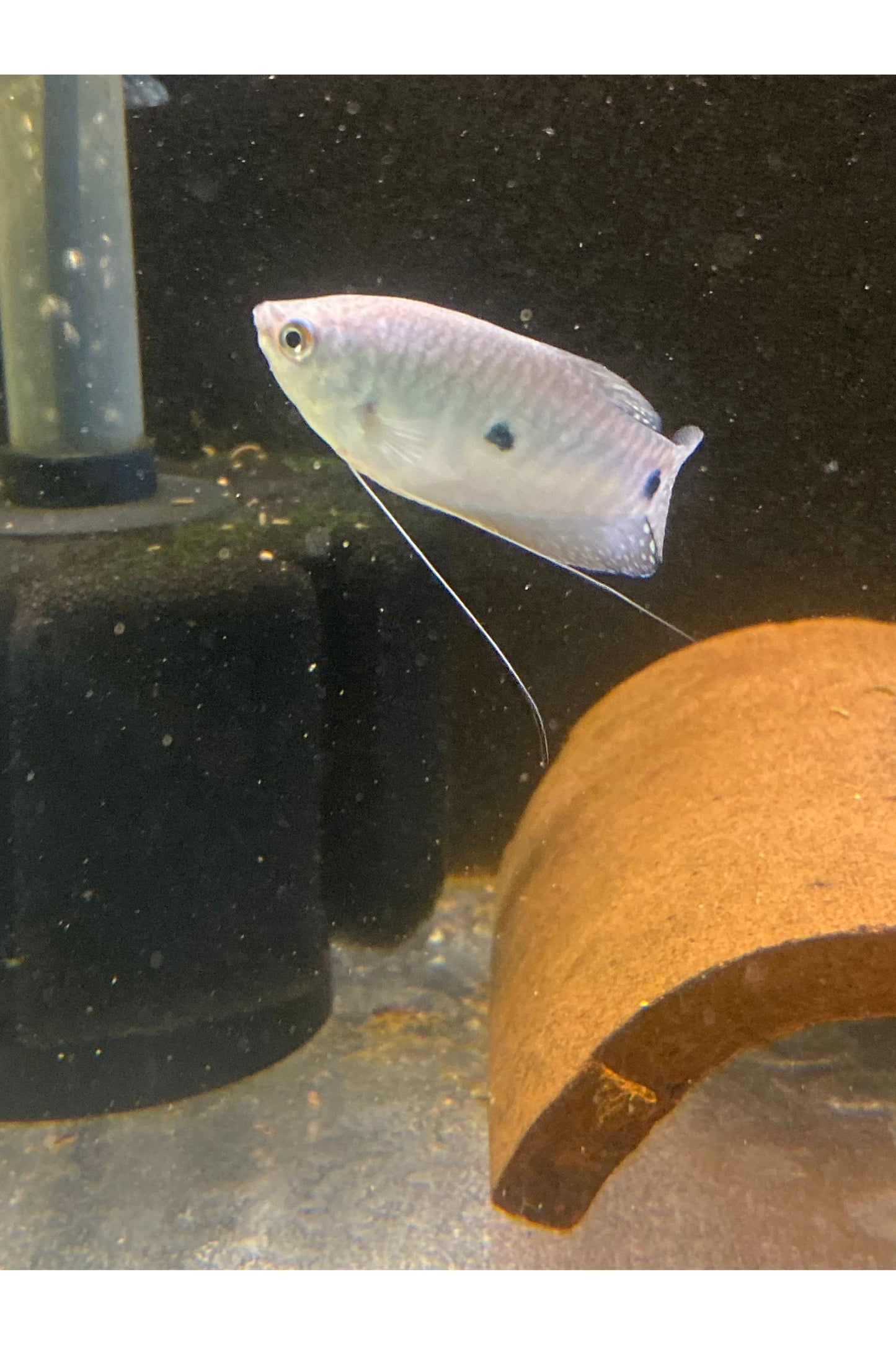 Assorted Gourami - Mix