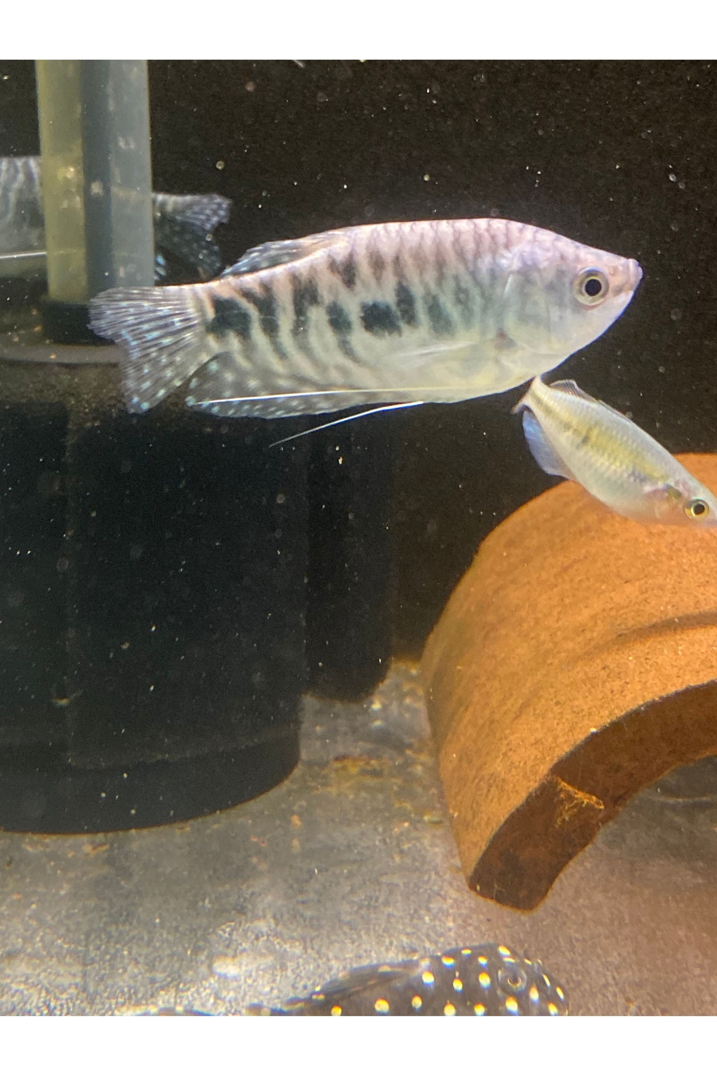 Assorted Gourami - Mix