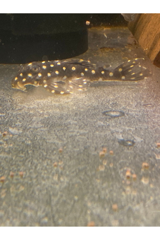 Snowball Pleco