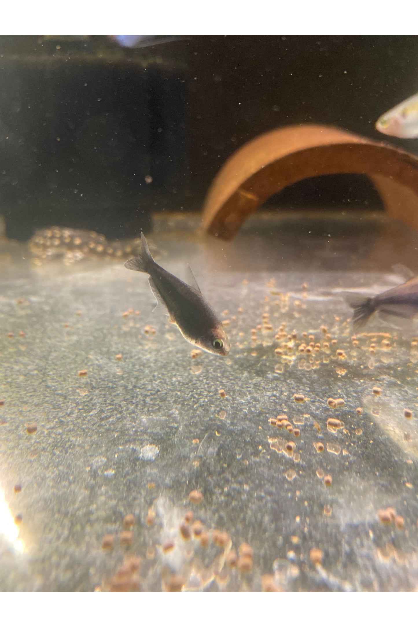 Black Emperor Tetra