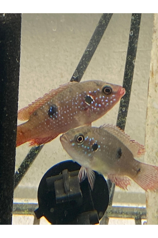 Red Dwarf Jewel Cichlid