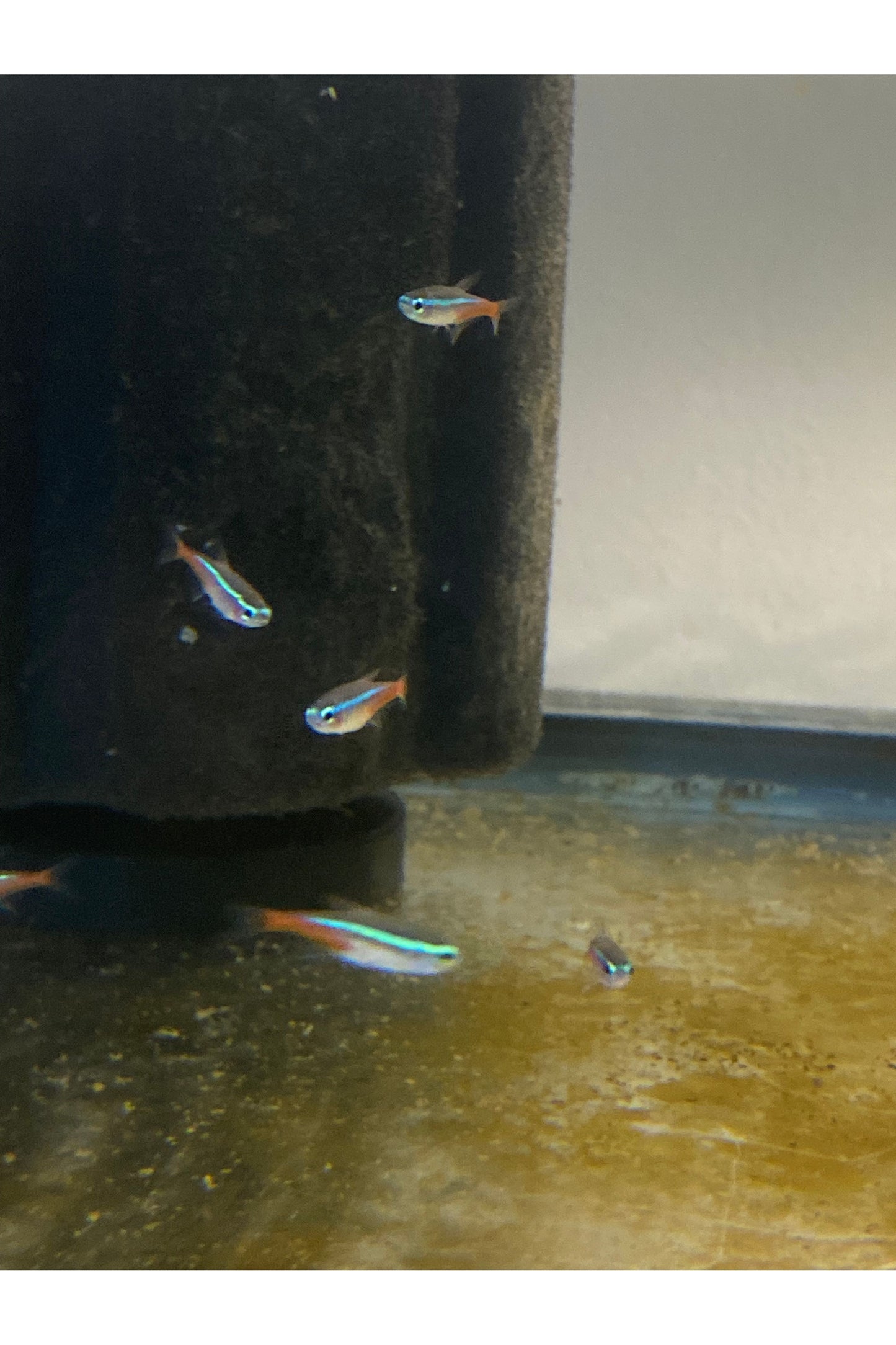 Neon Tetra