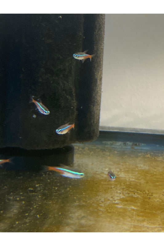 Neon Tetra