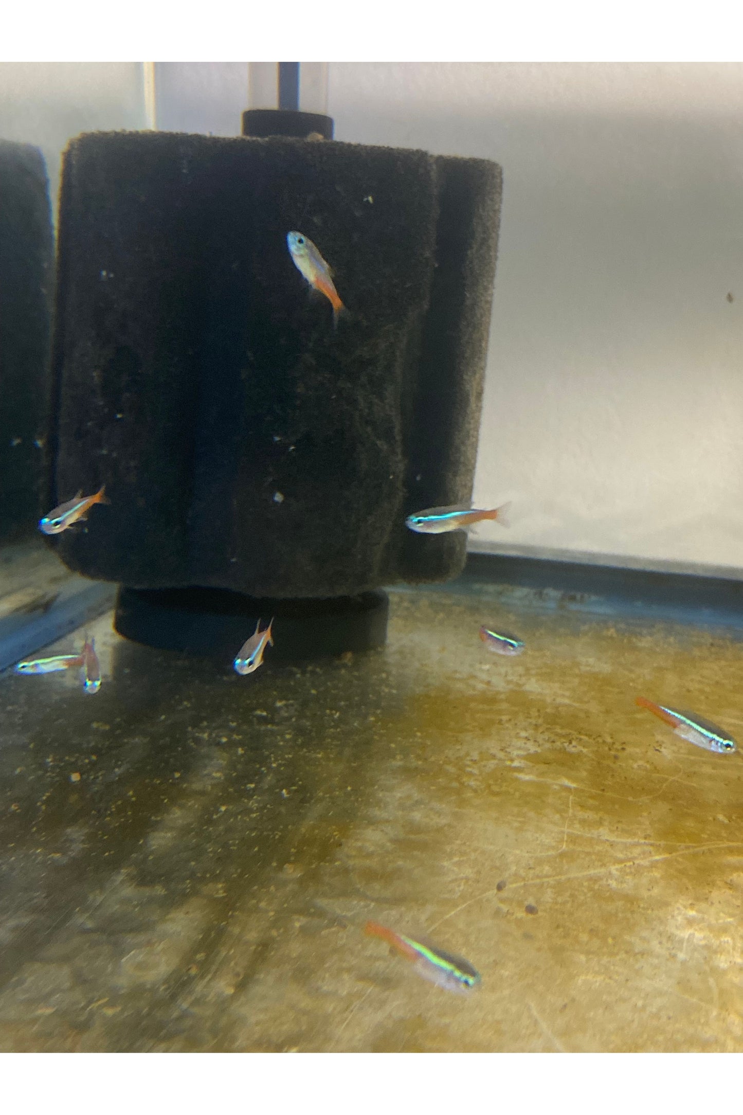 Neon Tetra