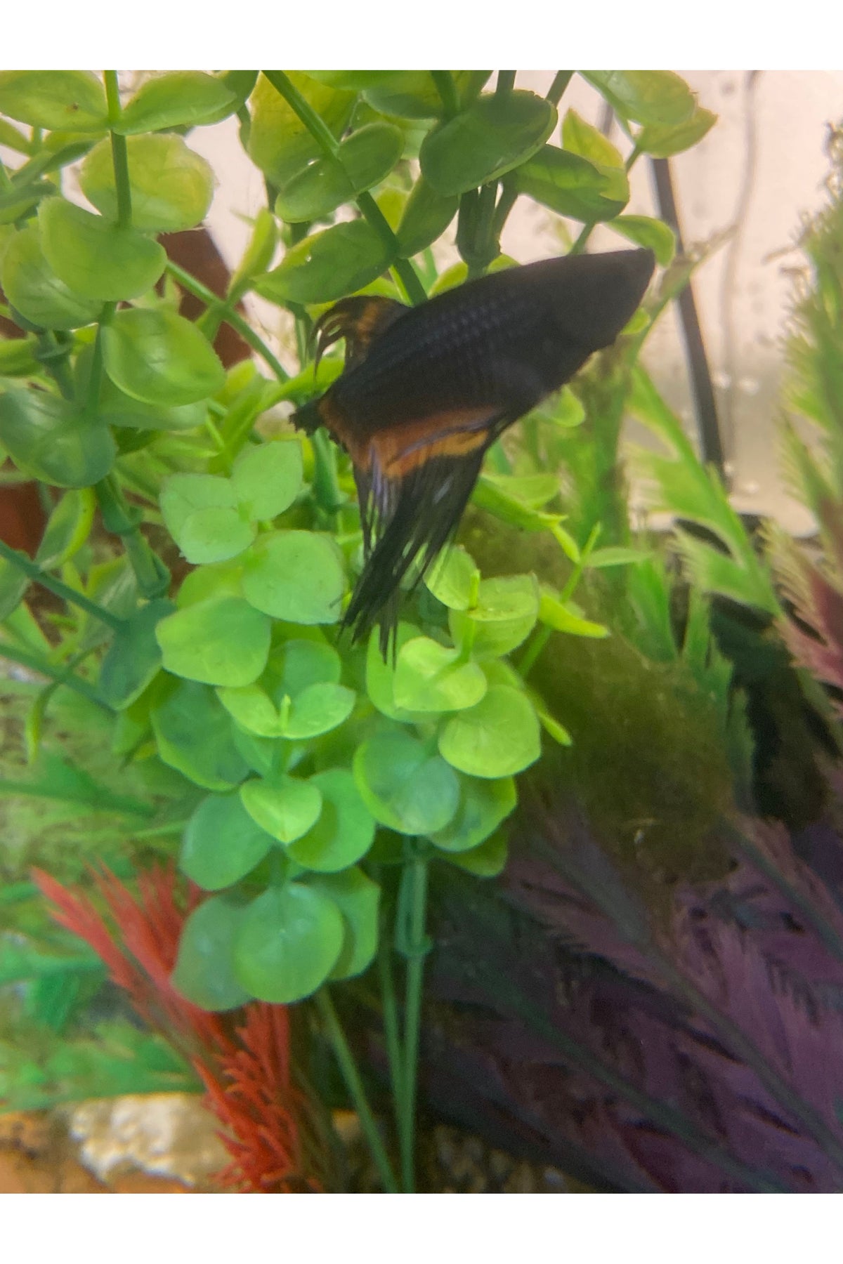 Crowntail Orchid Betta Fish - Male - Black/Orange