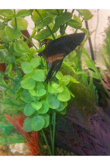 Crowntail Orchid Betta Fish - Male - Black/Orange