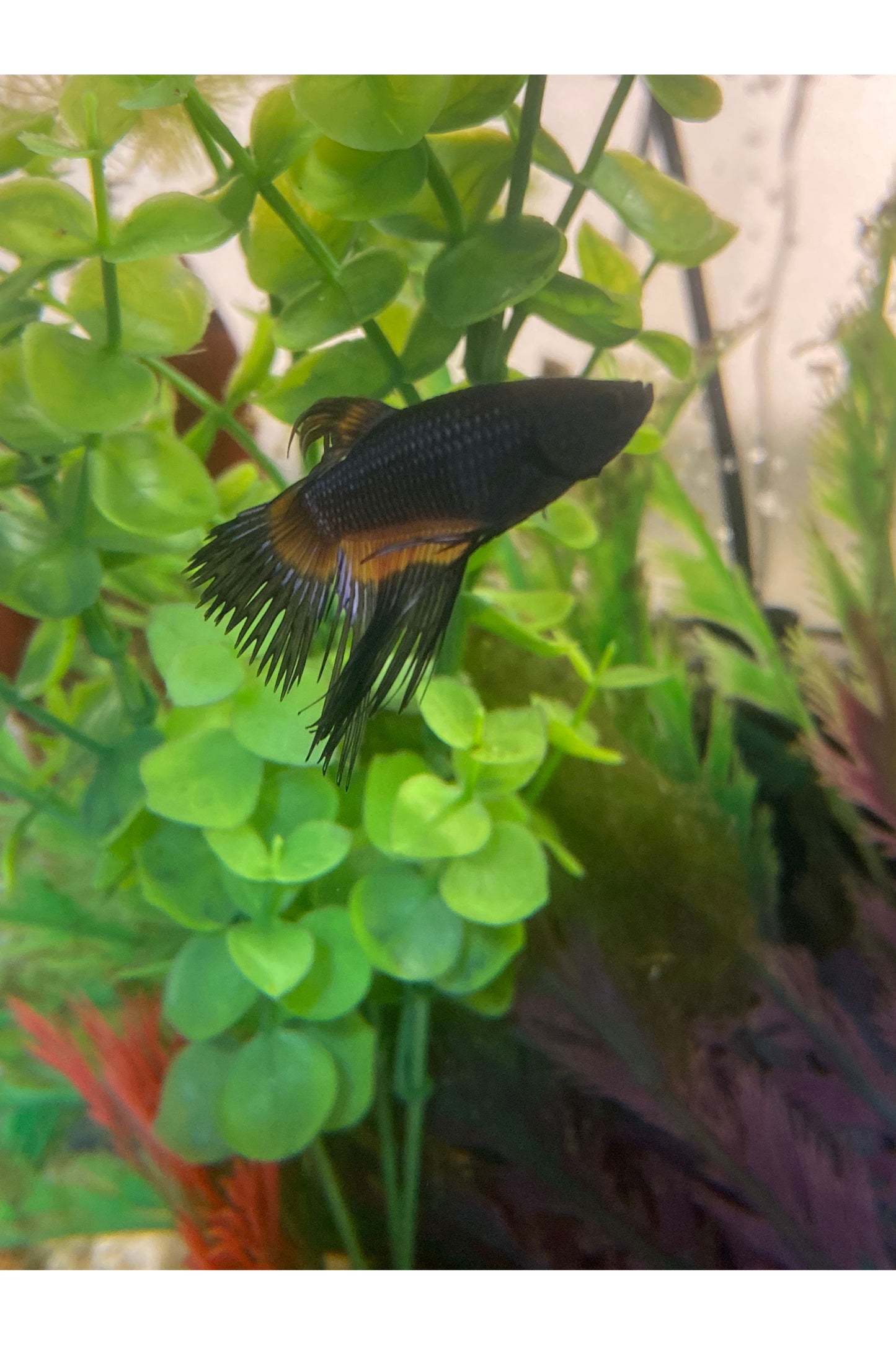 Crowntail Orchid Betta Fish - Male - Black/Orange