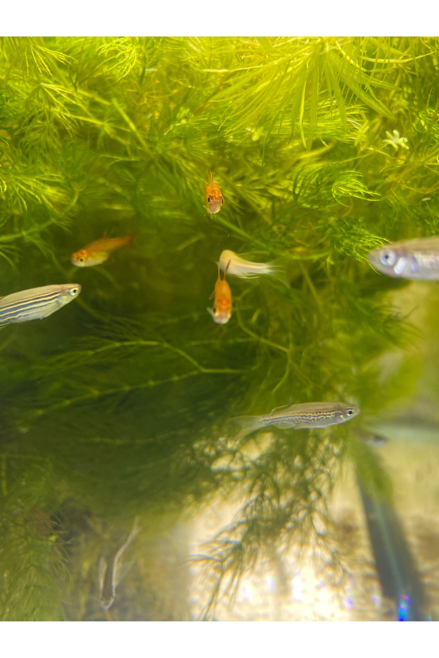 Ember Tetra
