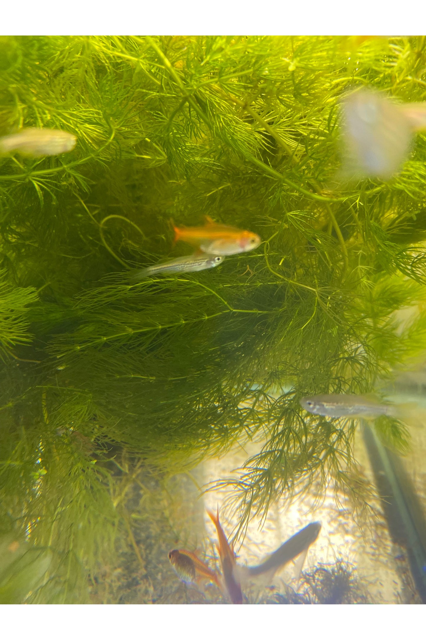 Ember Tetra