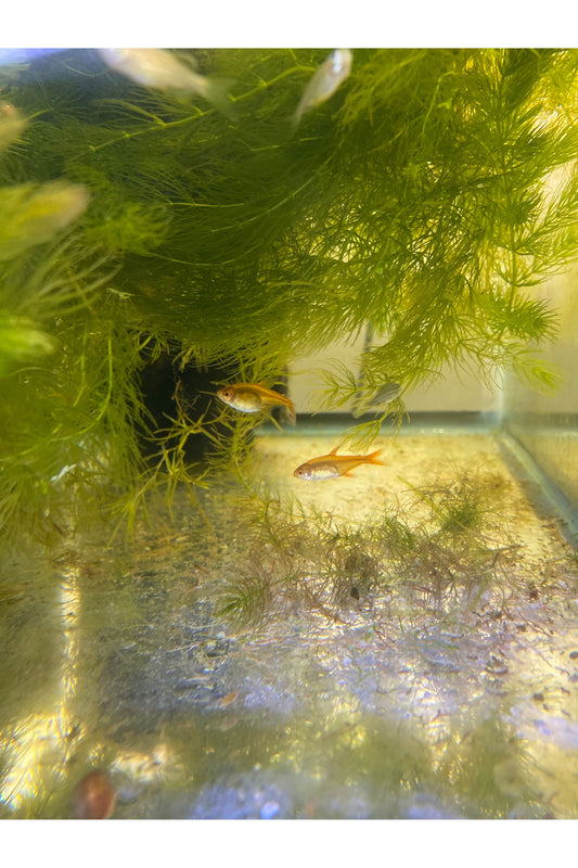 Ember Tetra