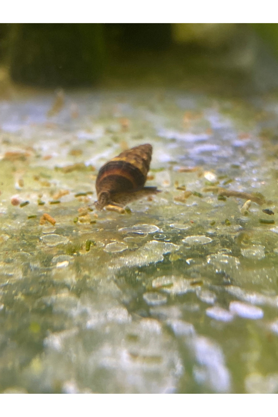 Assassin Snail