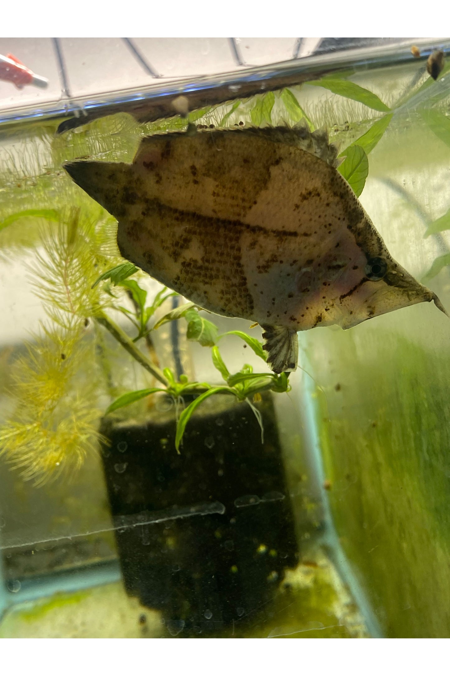 Leaf Fish