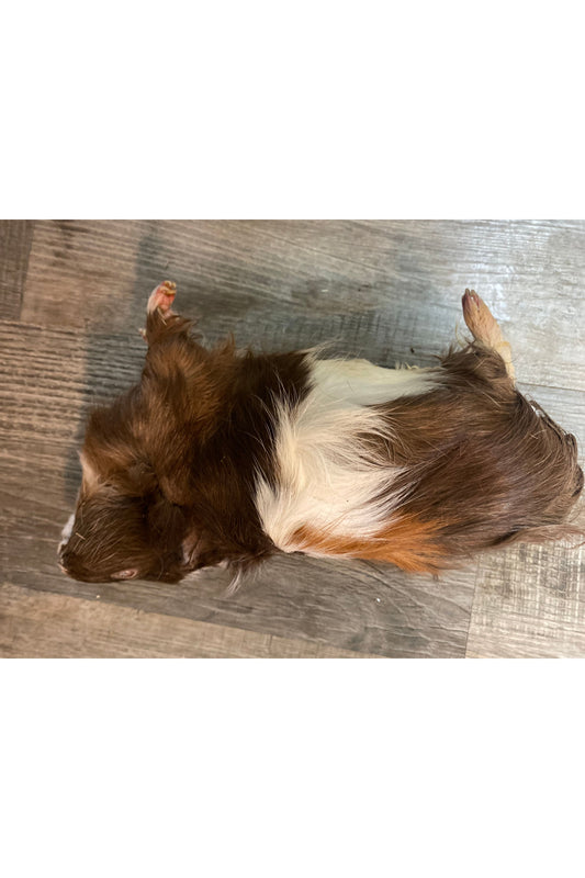 Frozen Guinea Pig - Lg.