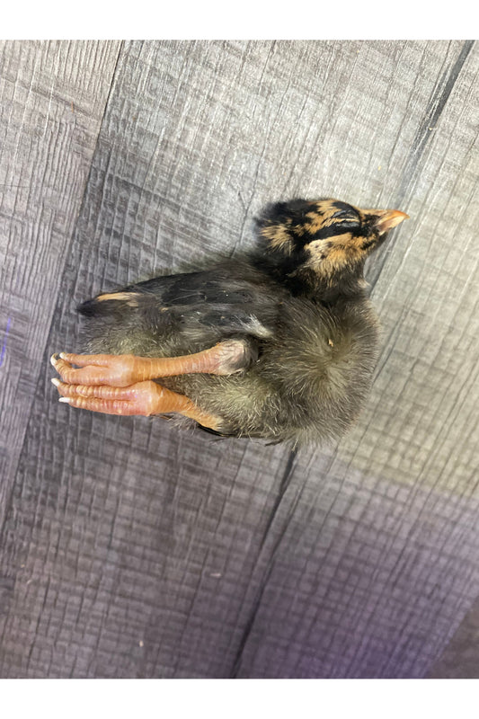 Frozen Chicks (Chicken) - Week Old