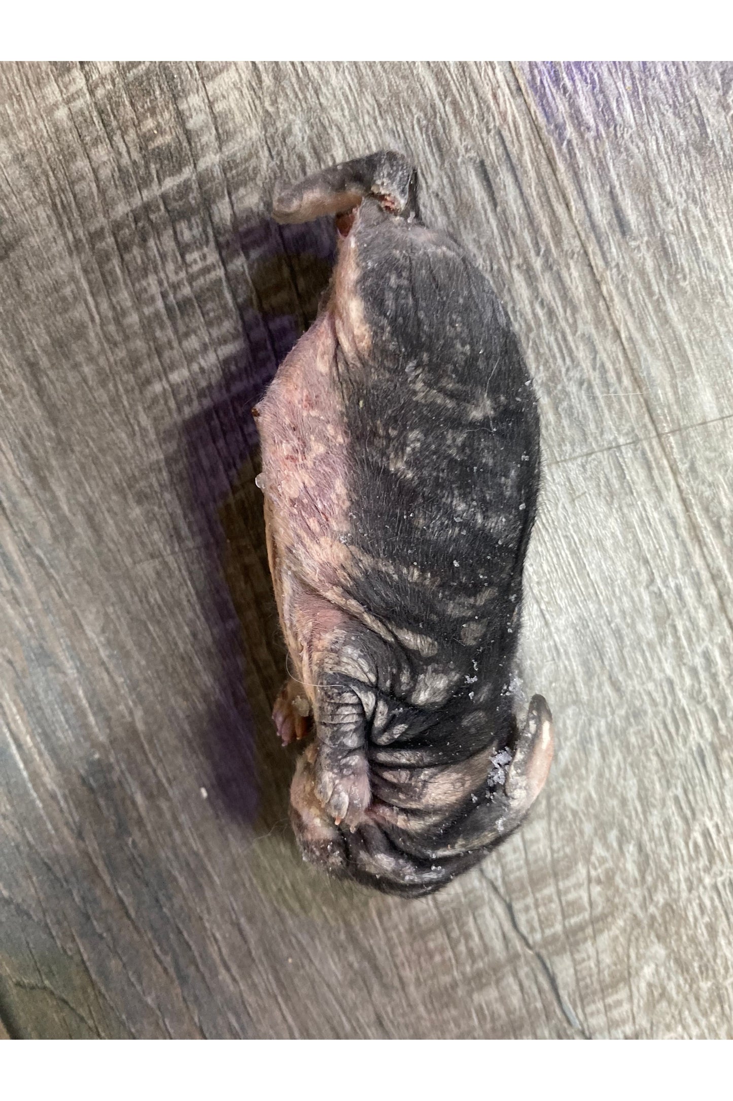 Frozen Rabbit