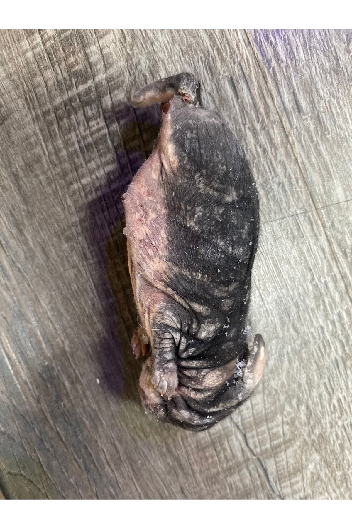 Frozen Rabbit