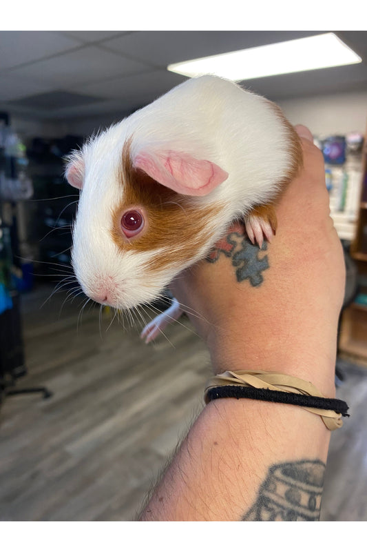 Guinea Pig Babies