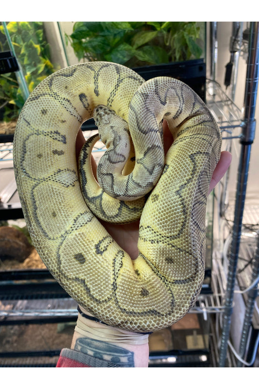Killer Clown Ball Python - Female - Sub Adult