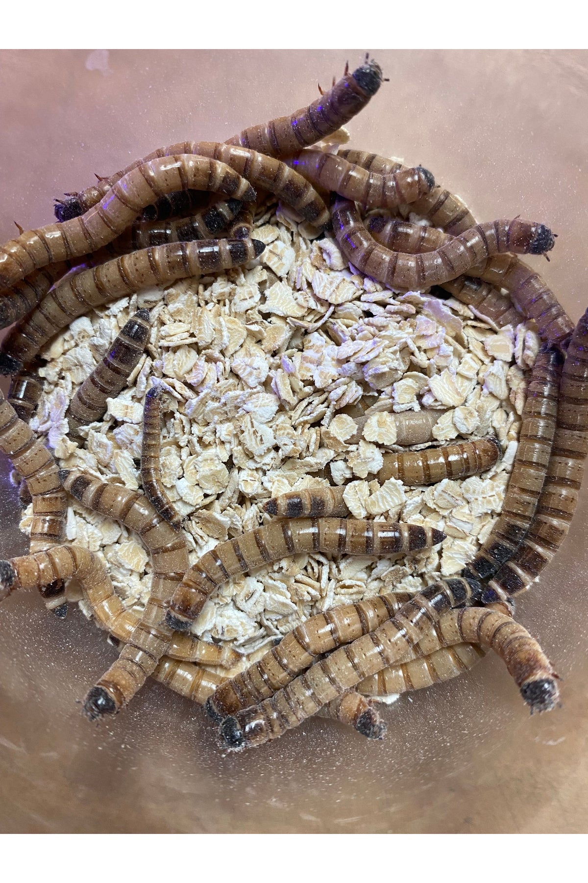 Superworms
