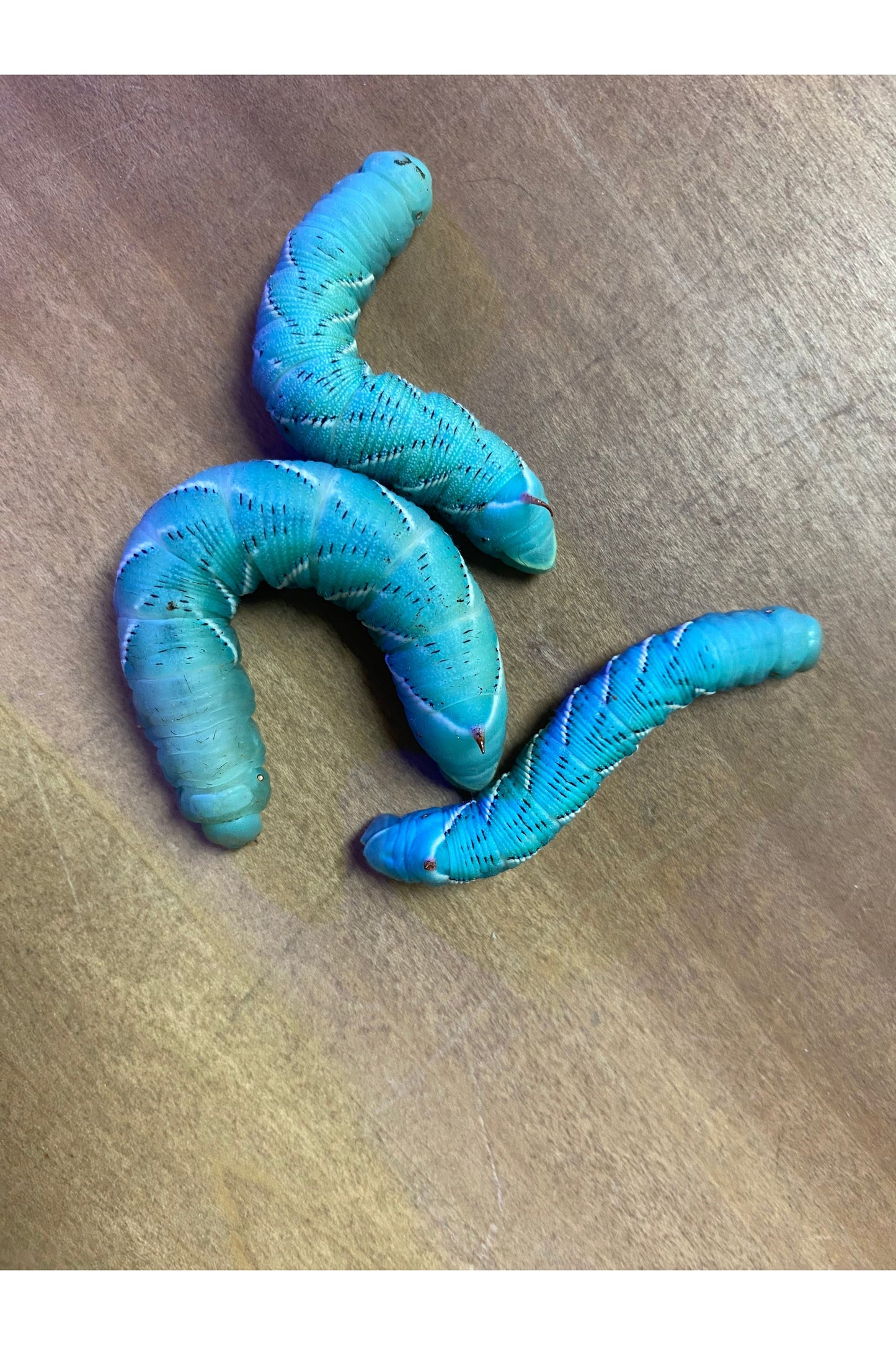 Hornworms