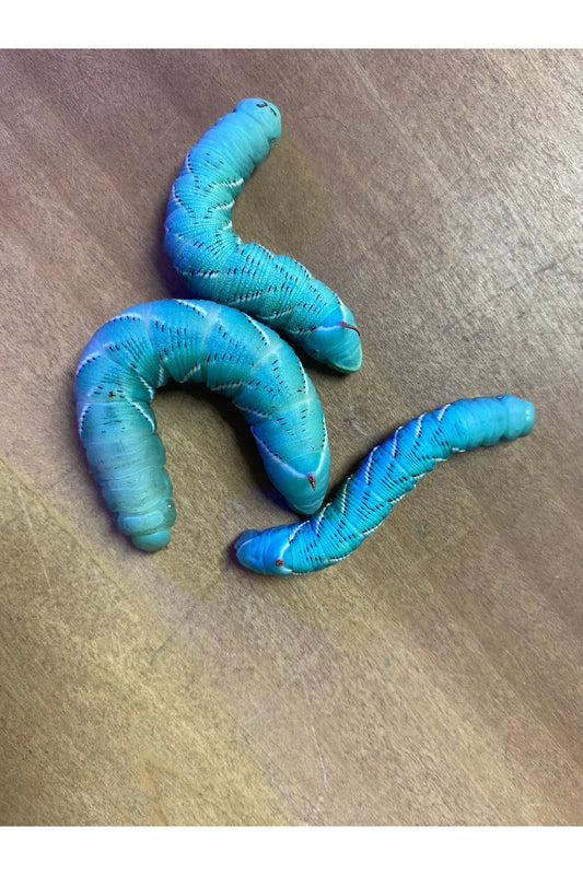 Hornworms