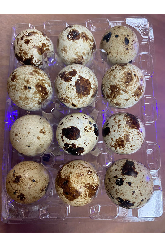 Quail Eggs