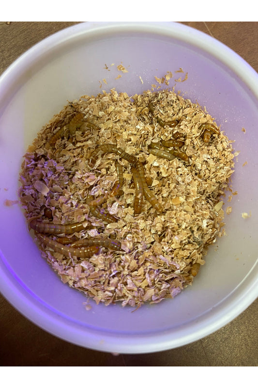 Mealworms