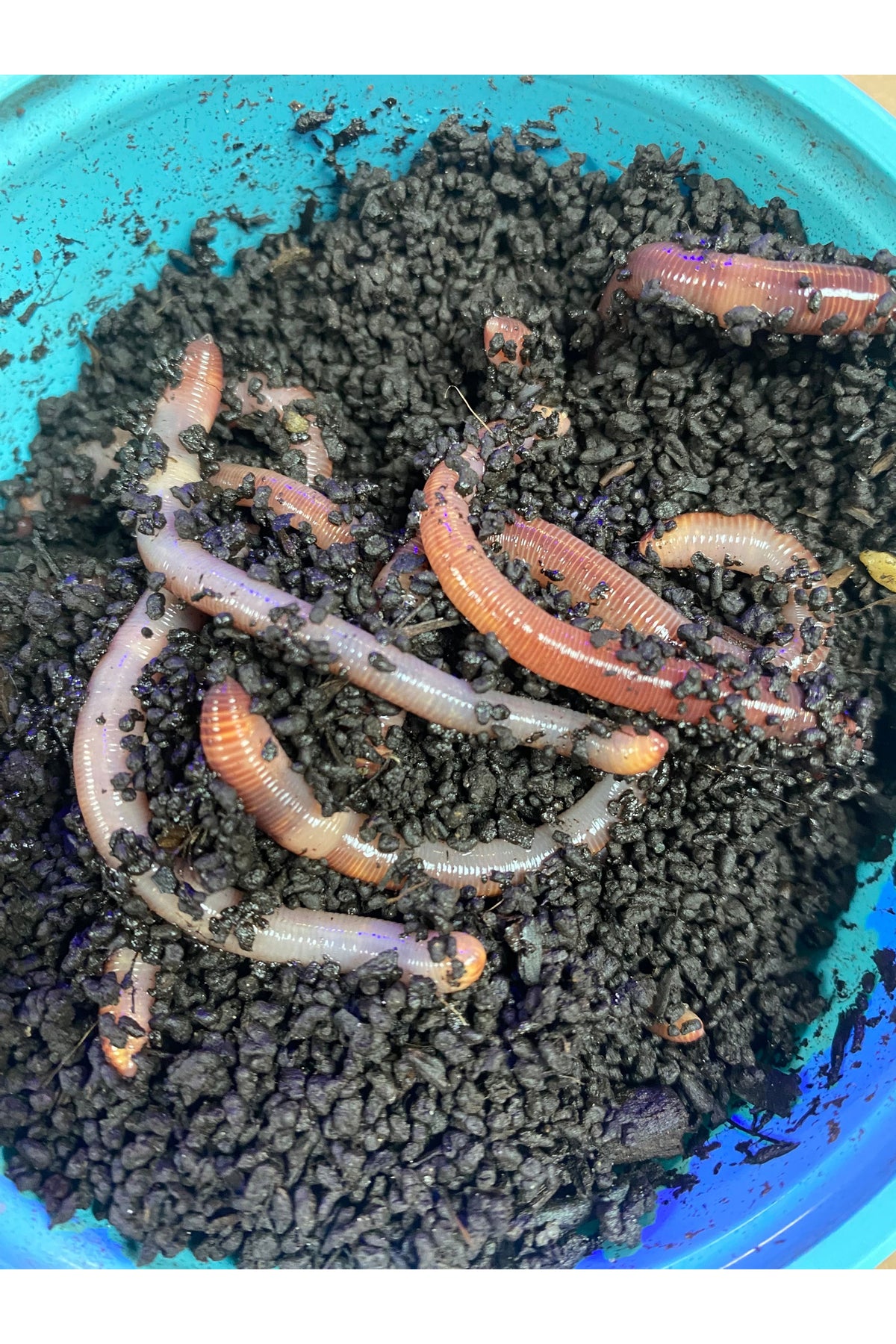 Red Worms