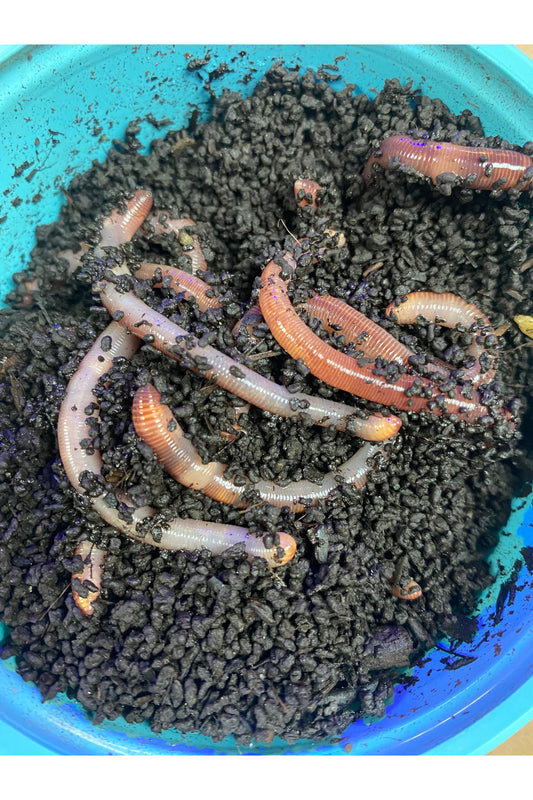 Red Worms