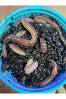 Nightcrawlers