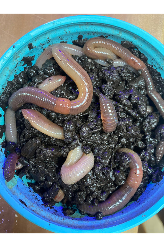Nightcrawlers