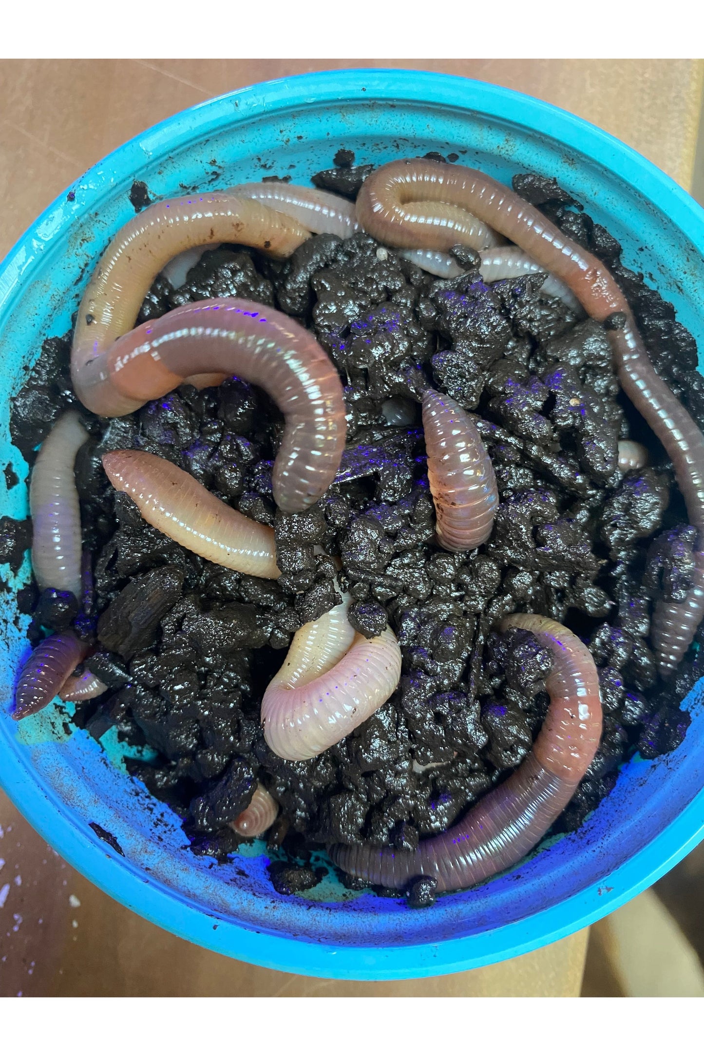 Nightcrawlers