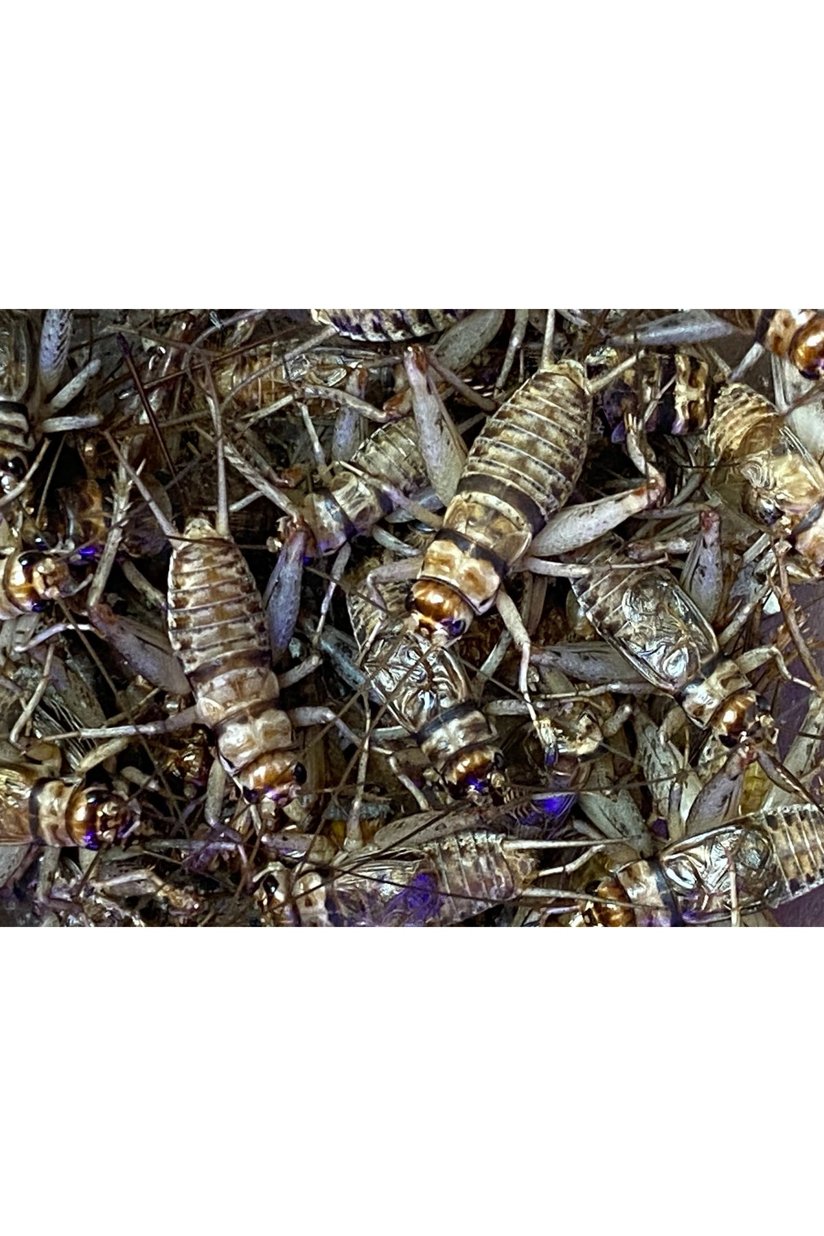 Banded Crickets