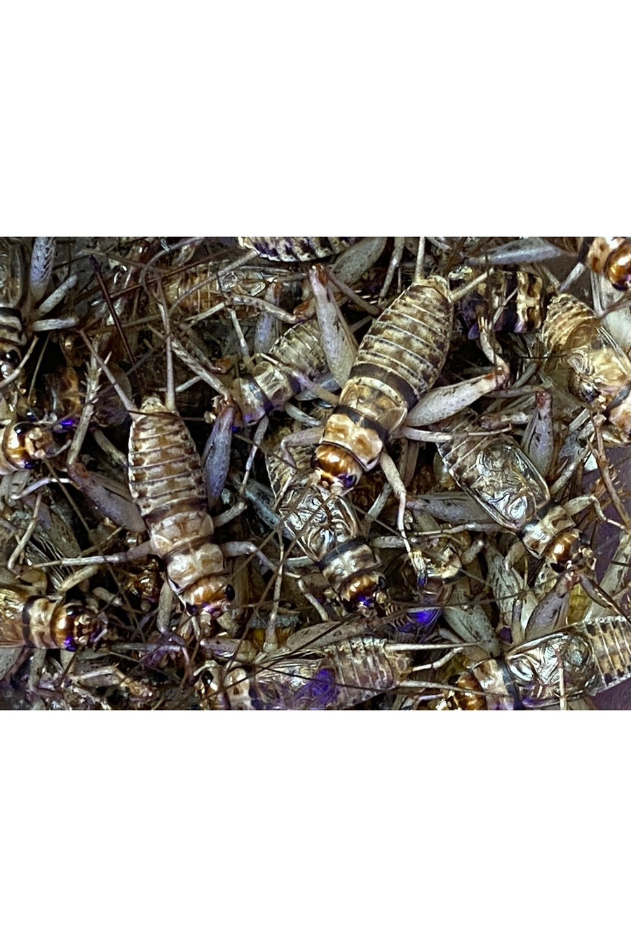 Banded Crickets