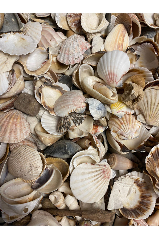 Seashells - Assorted