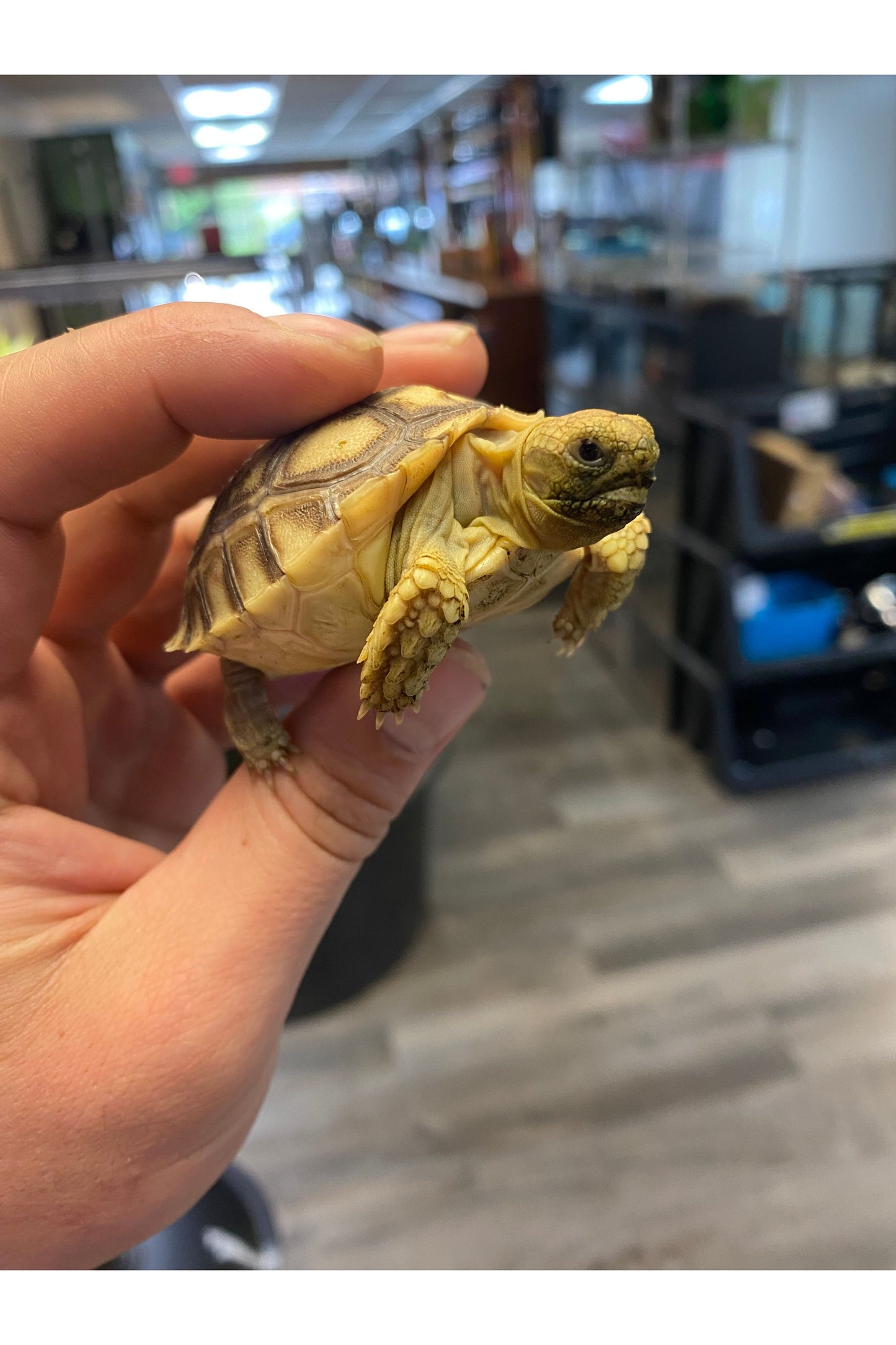 Sulcata Tortoise - Hatchling