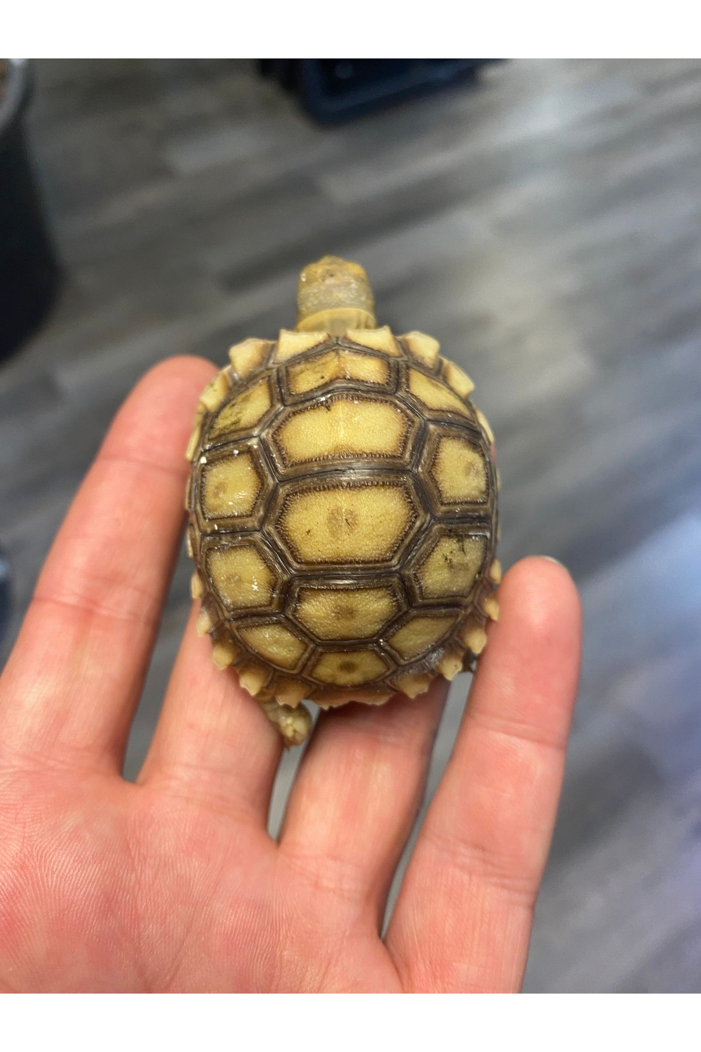 Sulcata Tortoise - Hatchling