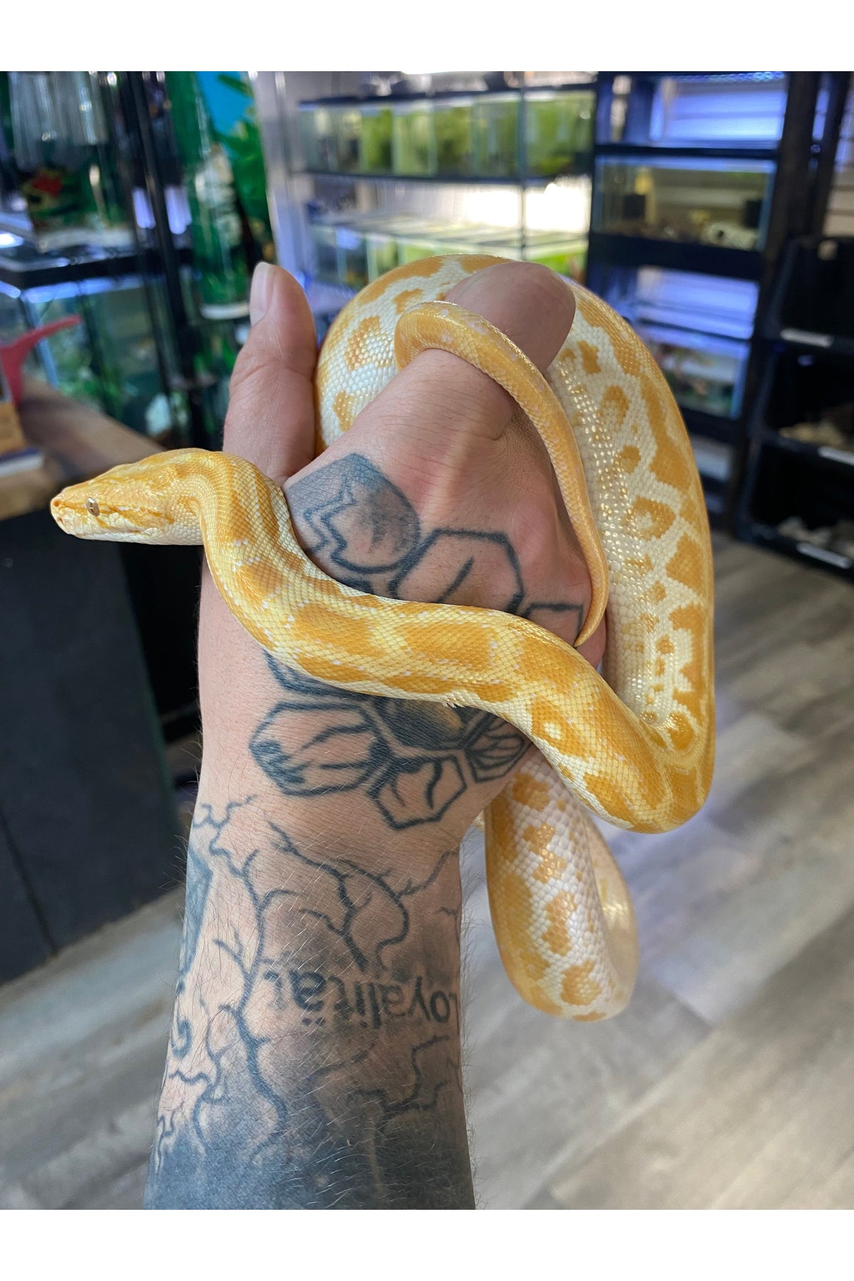 Pearl 66% Het Green 66% Granite Burmese Python