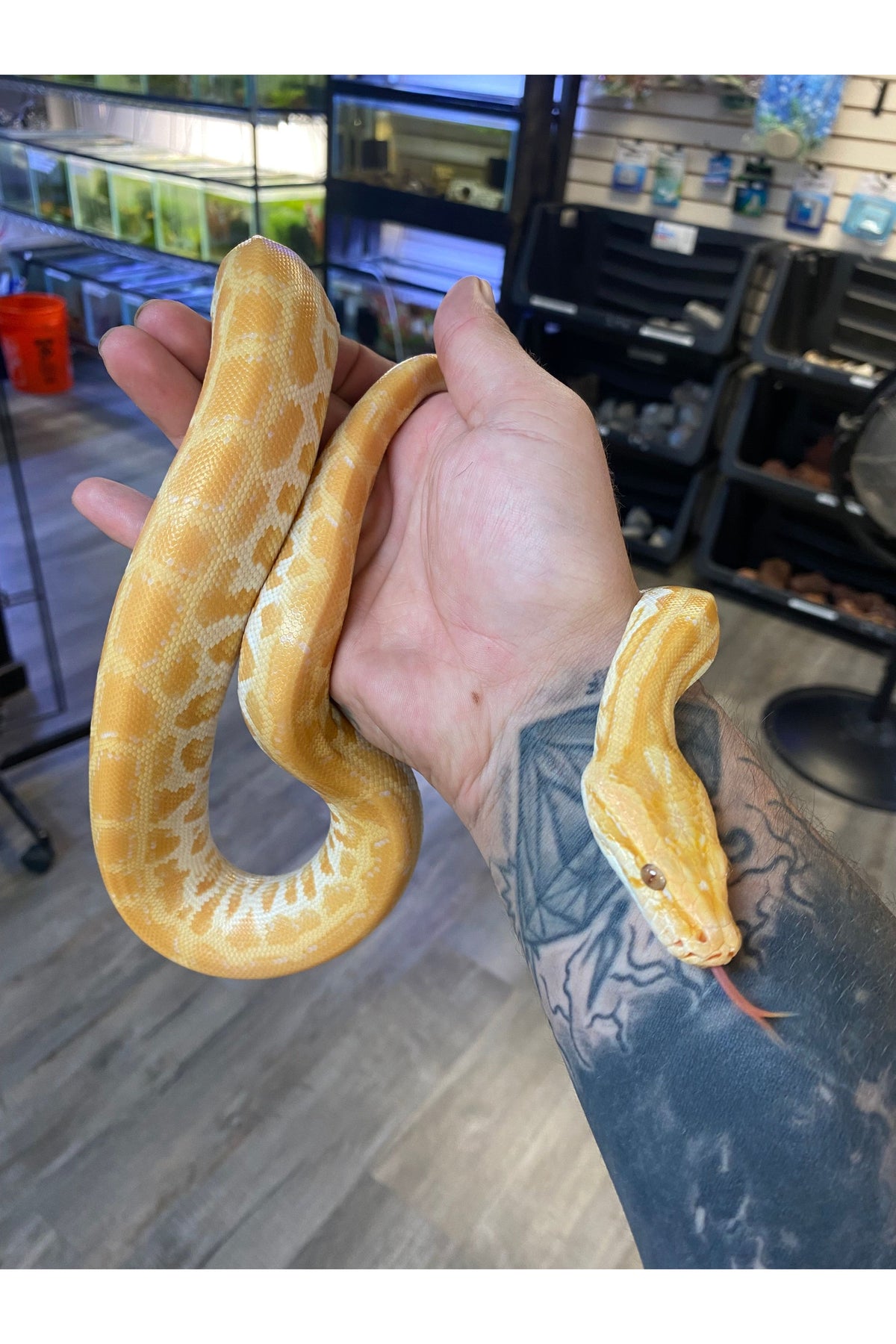 Pearl 66% Het Green 66% Granite Burmese Python