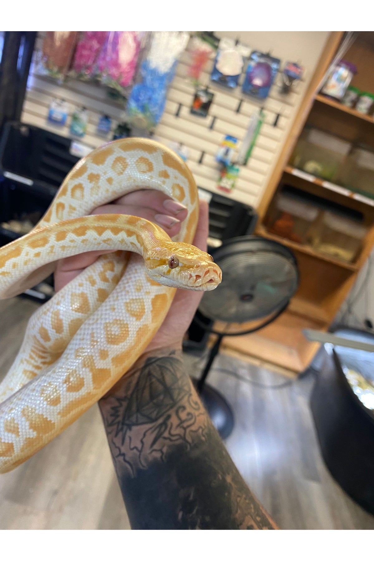 Pearl 66% Het Green 66% Granite Burmese Python