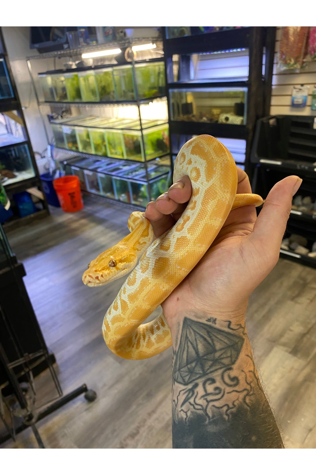 Pearl 66% Het Green 66% Granite Burmese Python