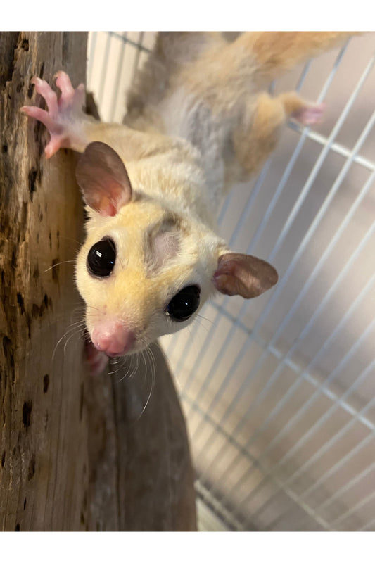 Sugar Glider - Pair #1