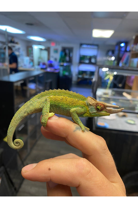 Jackson's Chameleon - Juvenile