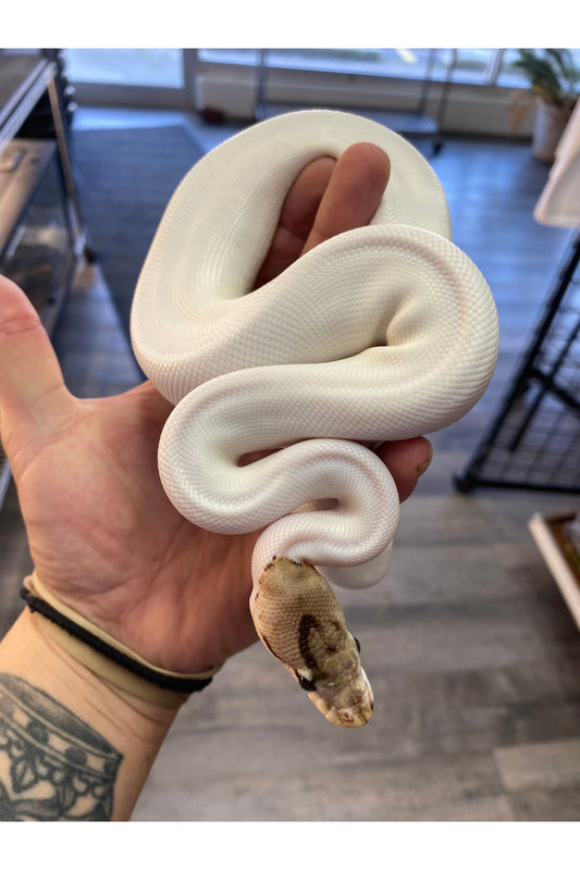 Spied Ball Python - Juvenile
