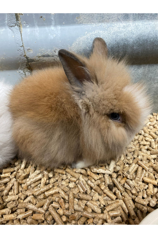 Lionhead Rabbit Babies